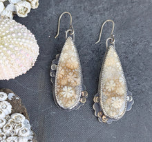 Load image into Gallery viewer, Fossilized Coral Asymmetricals