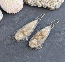 Load image into Gallery viewer, Fossilized Coral Asymmetricals